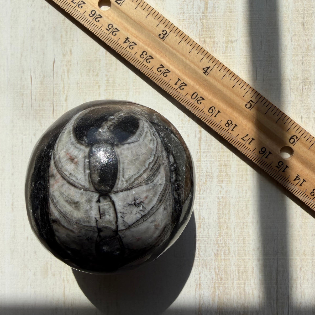 Orthoceras Nautiloid Fossil Sphere - Option B - Moroccan Cephalopod Matrix