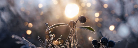 Embracing the Magic of Yule and the Winter Solstice
