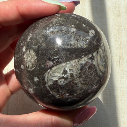 Orthoceras Nautiloid Fossil Sphere - Option A - Moroccan Cephalopod Matrix