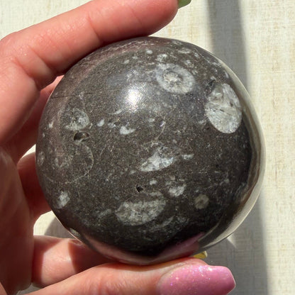 Orthoceras Nautiloid Fossil Sphere - Option A - Moroccan Cephalopod Matrix