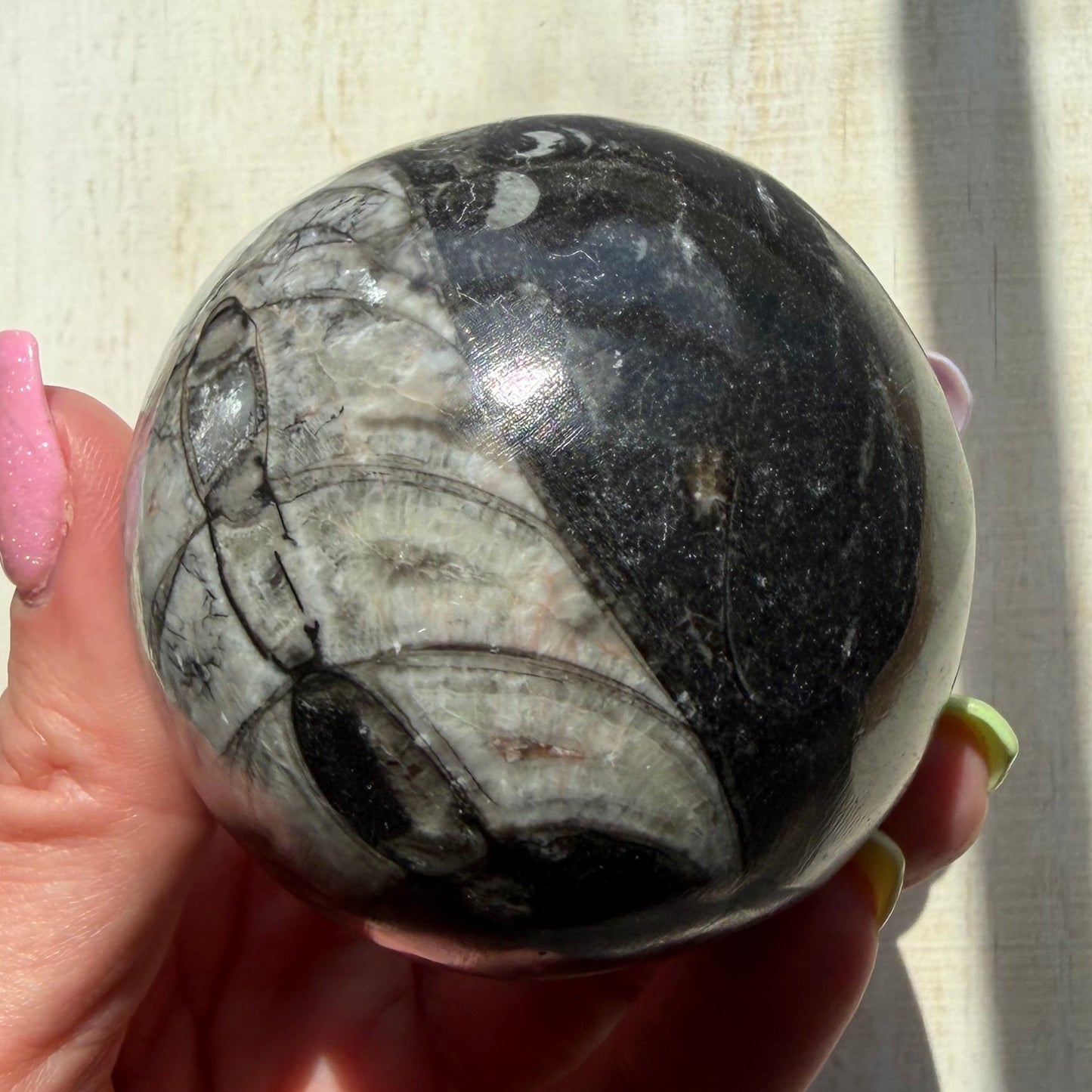 Orthoceras Nautiloid Fossil Sphere - Option B - Moroccan Cephalopod Matrix
