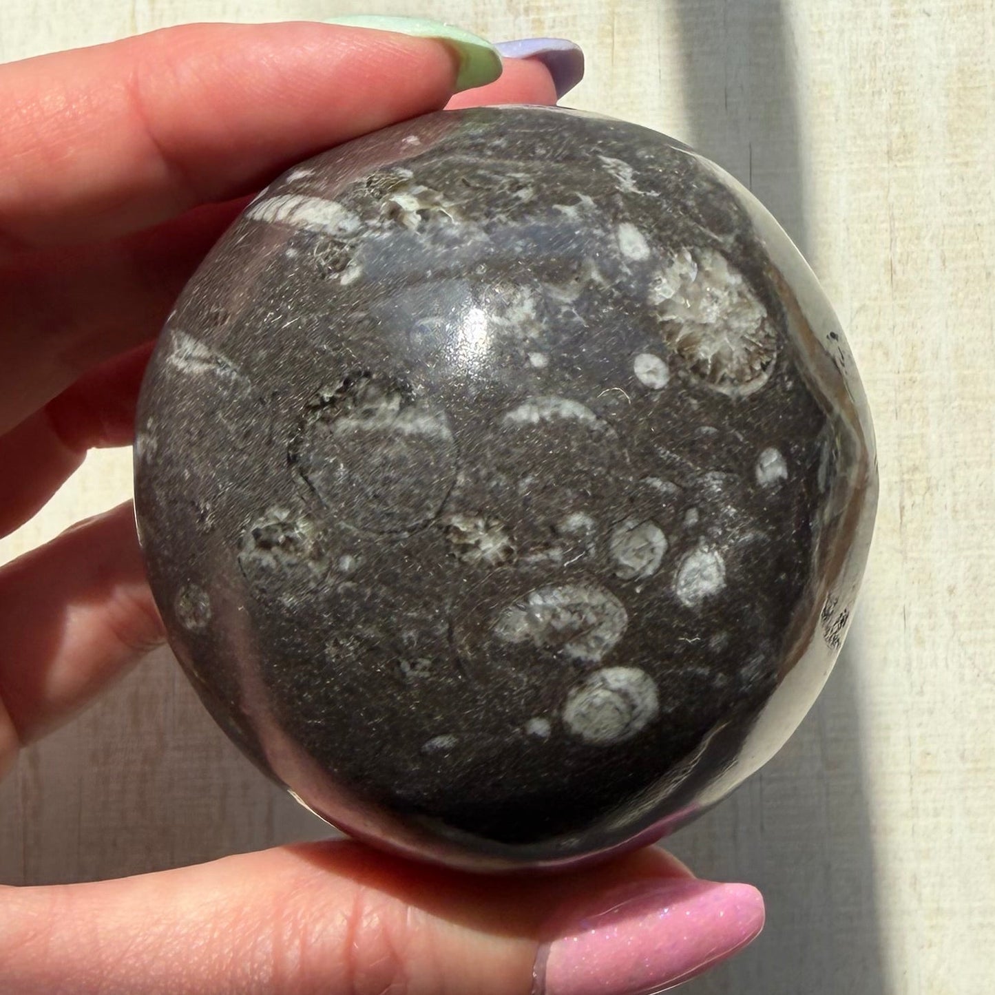 Orthoceras Nautiloid Fossil Sphere - Option A - Moroccan Cephalopod Matrix