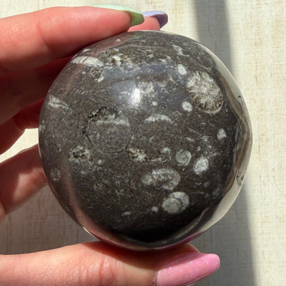 Orthoceras Nautiloid Fossil Sphere - Option A - Moroccan Cephalopod Matrix