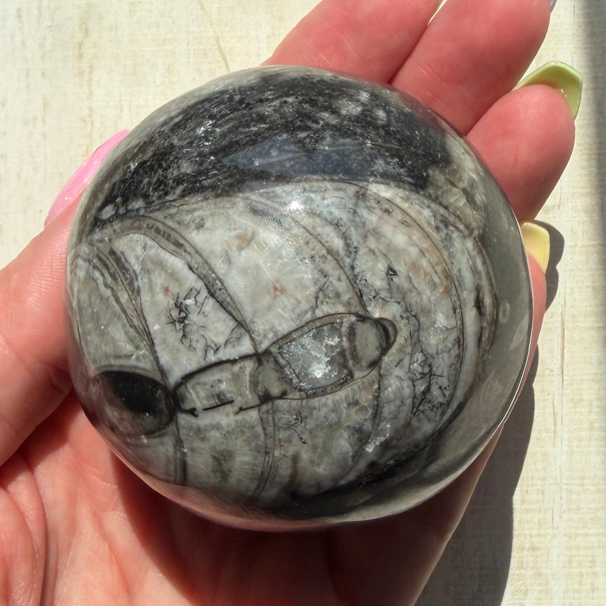 Orthoceras Nautiloid Fossil Sphere - Option B - Moroccan Cephalopod Matrix