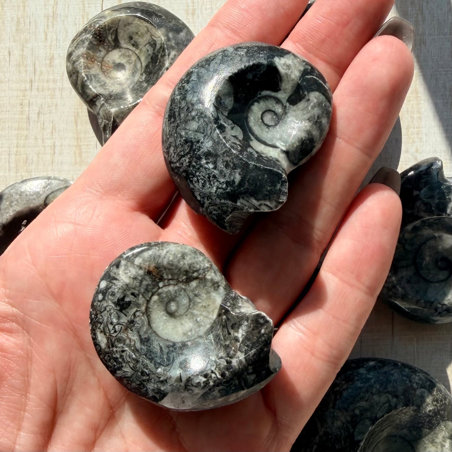 Goniatite Fossil - Polished Moroccan Ammonoid - 380 Million Year Old Specimen (Intuitive Select)