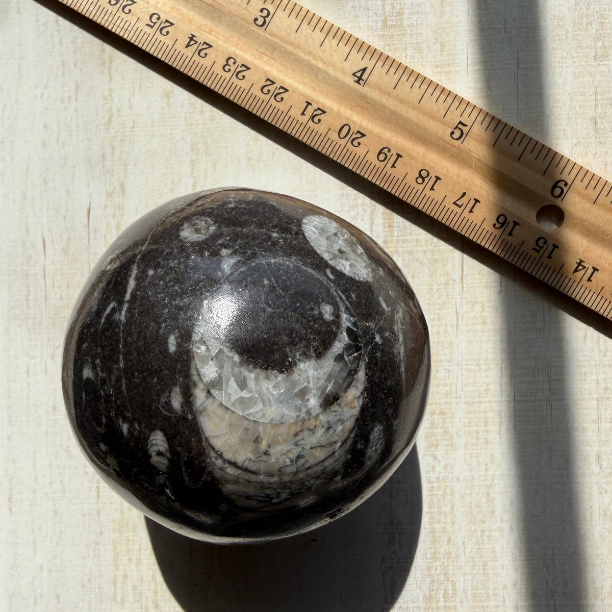 Orthoceras Nautiloid Fossil Sphere - Option A - Moroccan Cephalopod Matrix