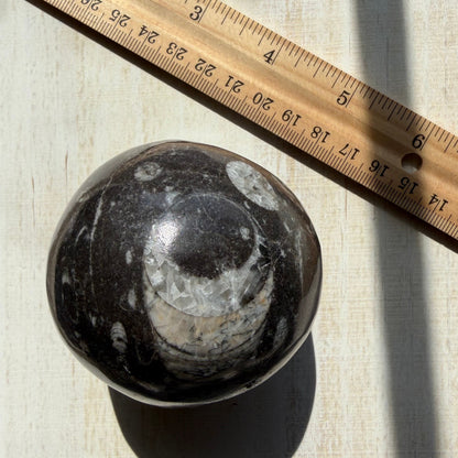 Orthoceras Nautiloid Fossil Sphere - Option A - Moroccan Cephalopod Matrix