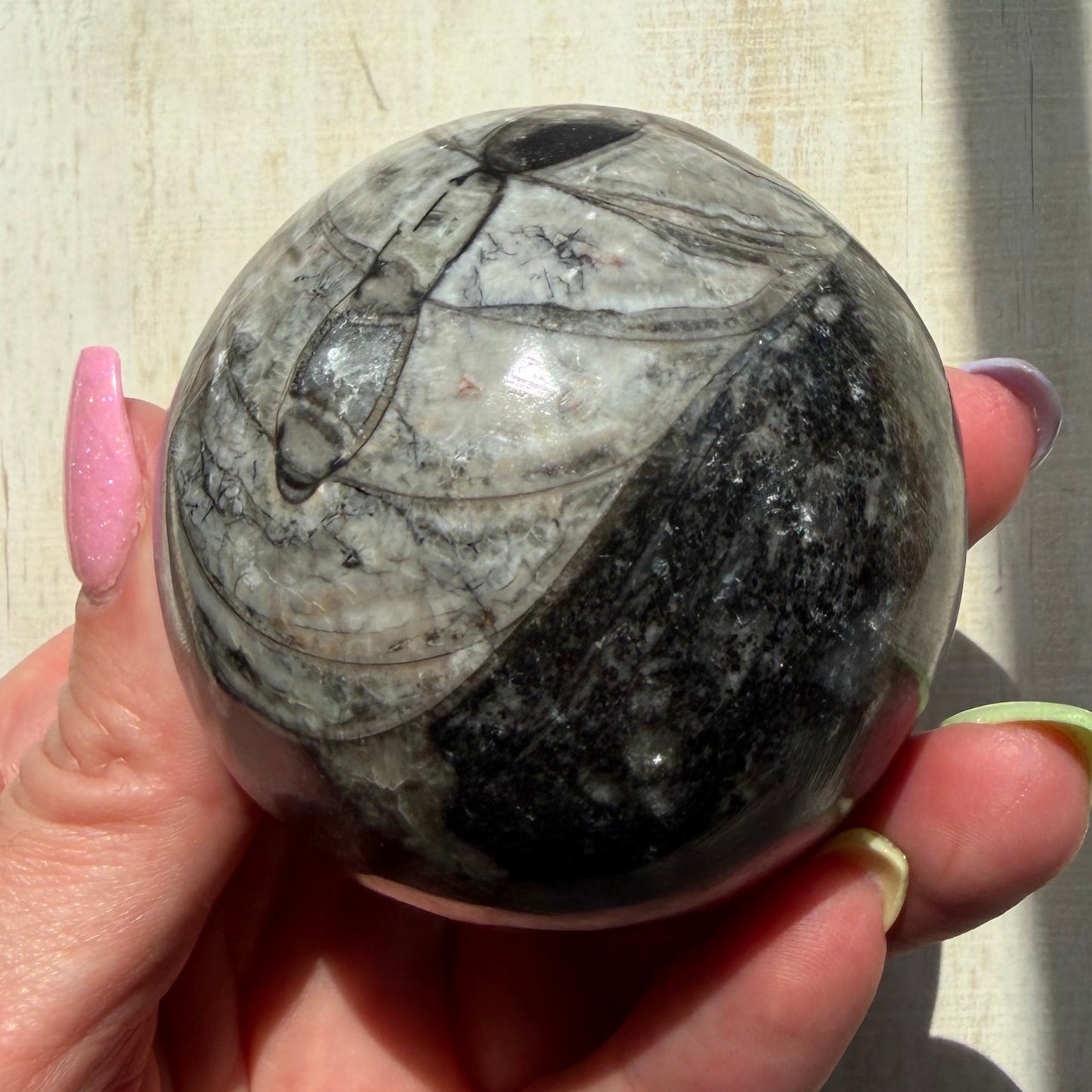 Orthoceras Nautiloid Fossil Sphere - Option B - Moroccan Cephalopod Matrix