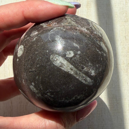 Orthoceras Nautiloid Fossil Sphere - Option A - Moroccan Cephalopod Matrix