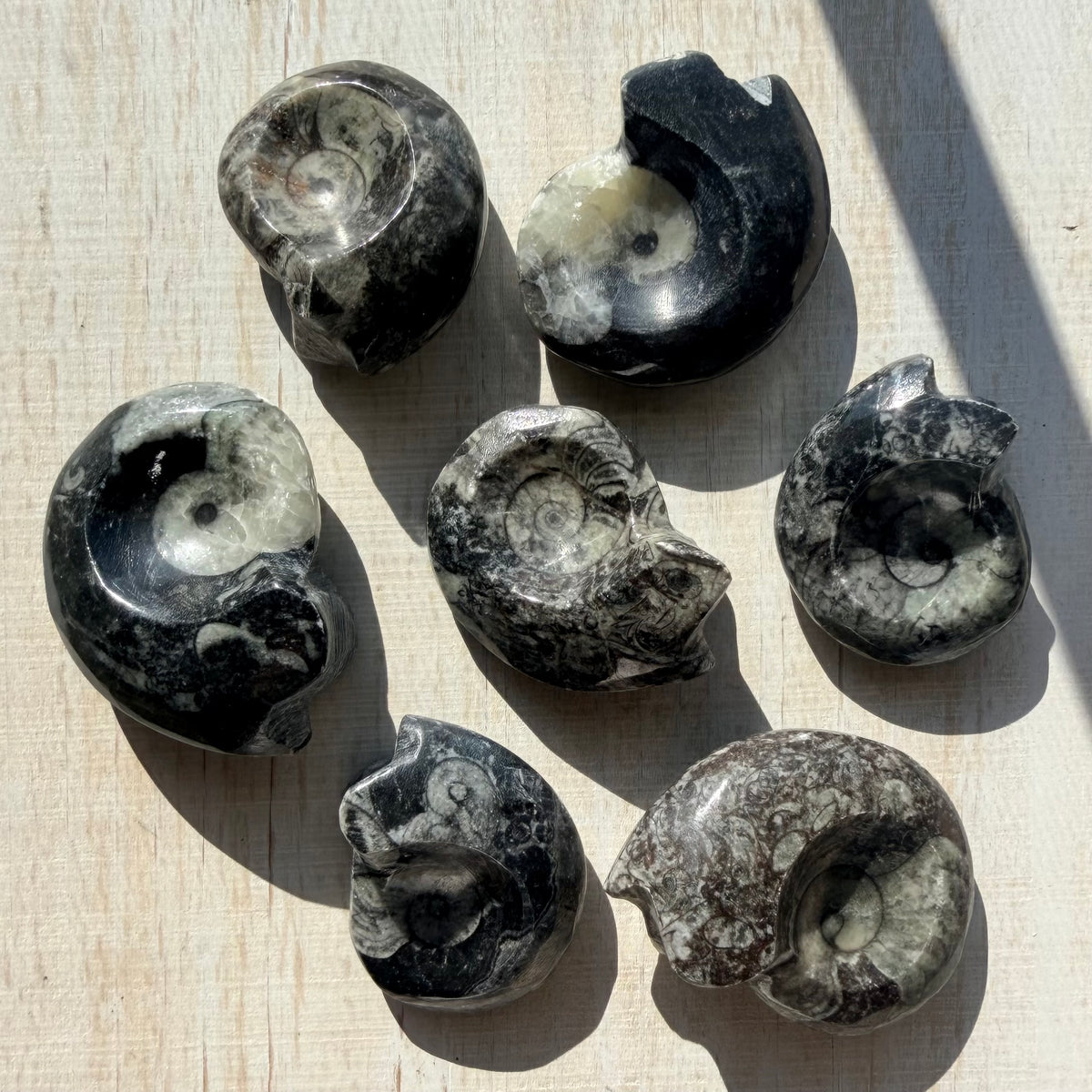 Goniatite Fossil - Polished Moroccan Ammonoid - 380 Million Year Old Specimen (Intuitive Select)