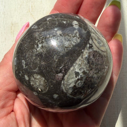 Orthoceras Nautiloid Fossil Sphere - Option A - Moroccan Cephalopod Matrix