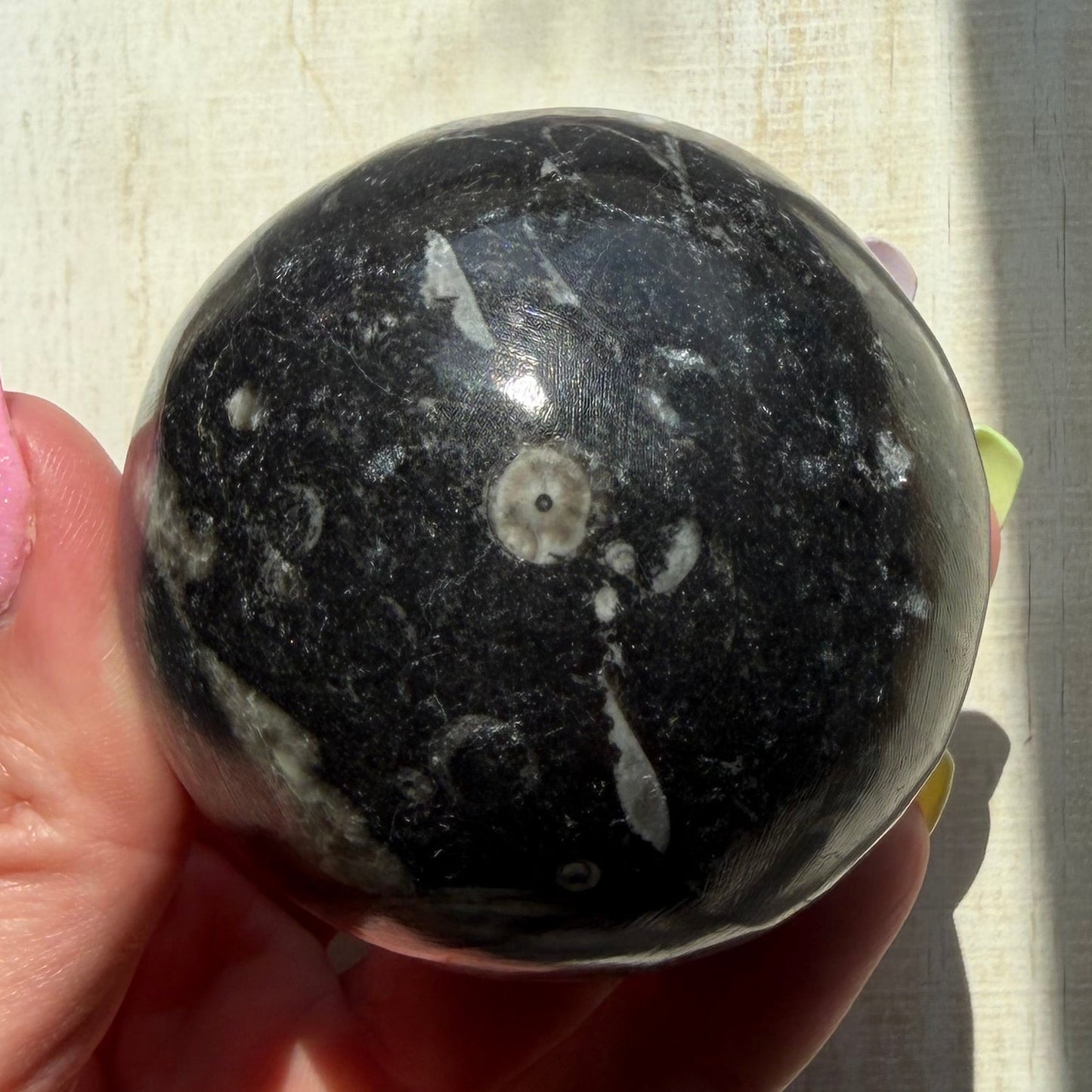 Orthoceras Nautiloid Fossil Sphere - Option B - Moroccan Cephalopod Matrix