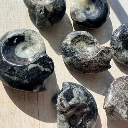 Goniatite Fossil - Polished Moroccan Ammonoid - 380 Million Year Old Specimen (Intuitive Select)