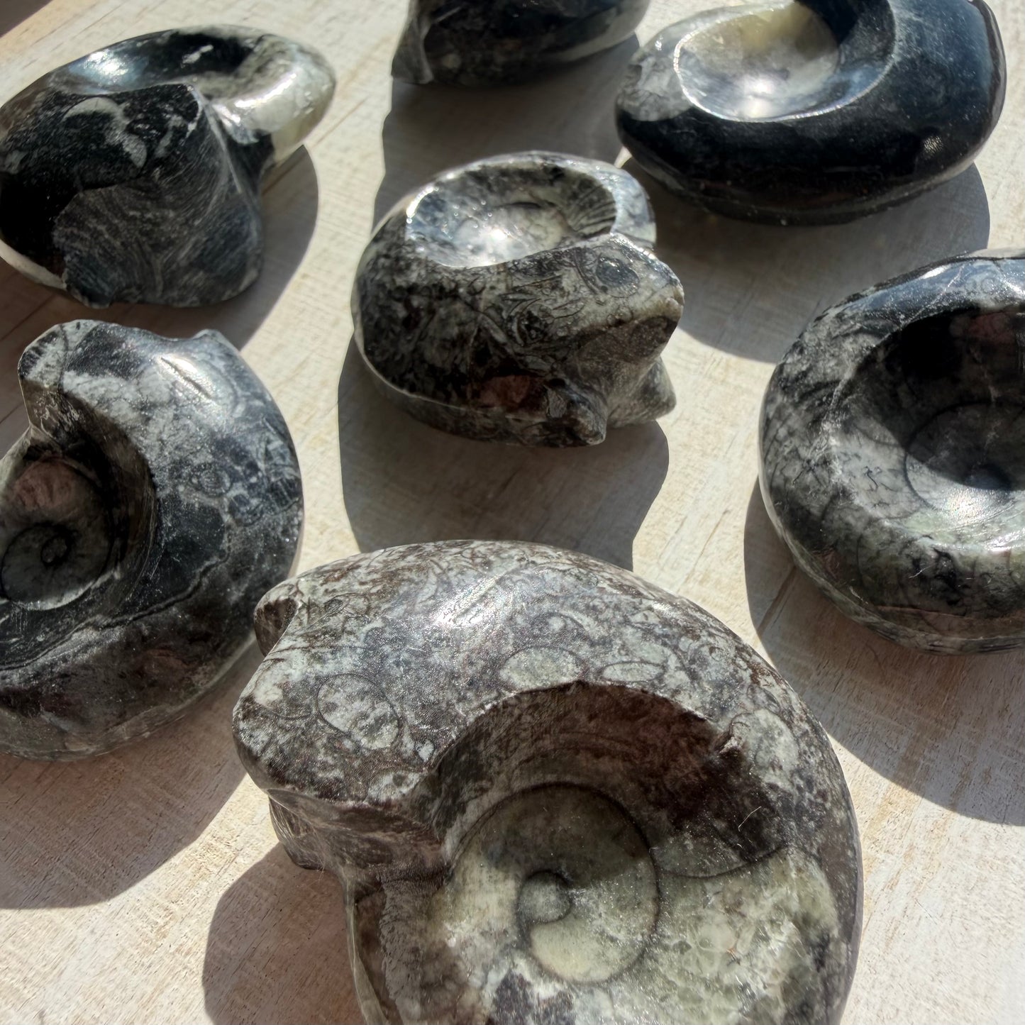 Goniatite Fossil - Polished Moroccan Ammonoid - 380 Million Year Old Specimen (Intuitive Select)