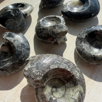 Goniatite Fossil - Polished Moroccan Ammonoid - 380 Million Year Old Specimen (Intuitive Select)