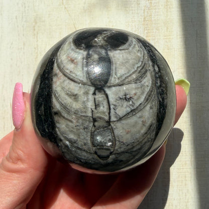 Orthoceras Nautiloid Fossil Sphere - Option B - Moroccan Cephalopod Matrix