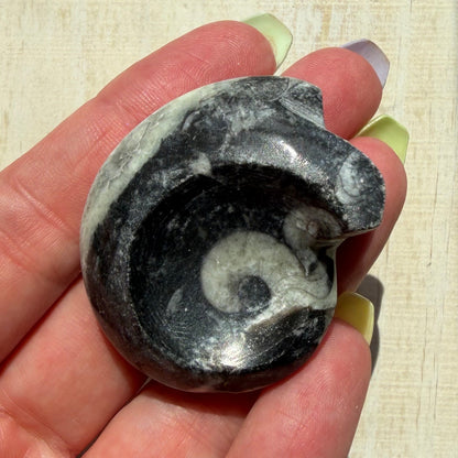 Goniatite Fossil - Polished Moroccan Ammonoid - Option C - 380 Million Year Old Specimen