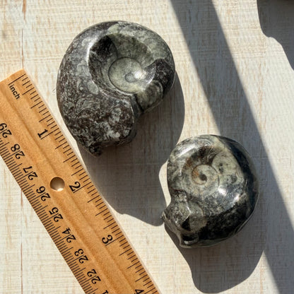 Goniatite Fossil - Polished Moroccan Ammonoid - 380 Million Year Old Specimen (Intuitive Select)