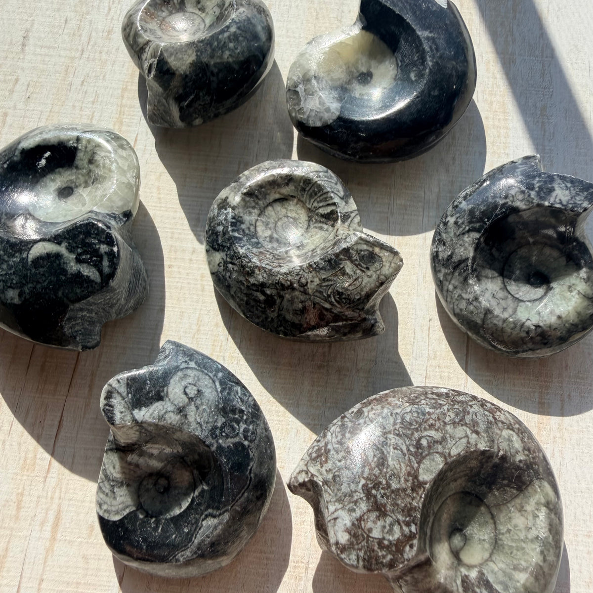 Goniatite Fossil - Polished Moroccan Ammonoid - 380 Million Year Old Specimen (Intuitive Select)