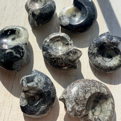 Goniatite Fossil - Polished Moroccan Ammonoid - 380 Million Year Old Specimen (Intuitive Select)
