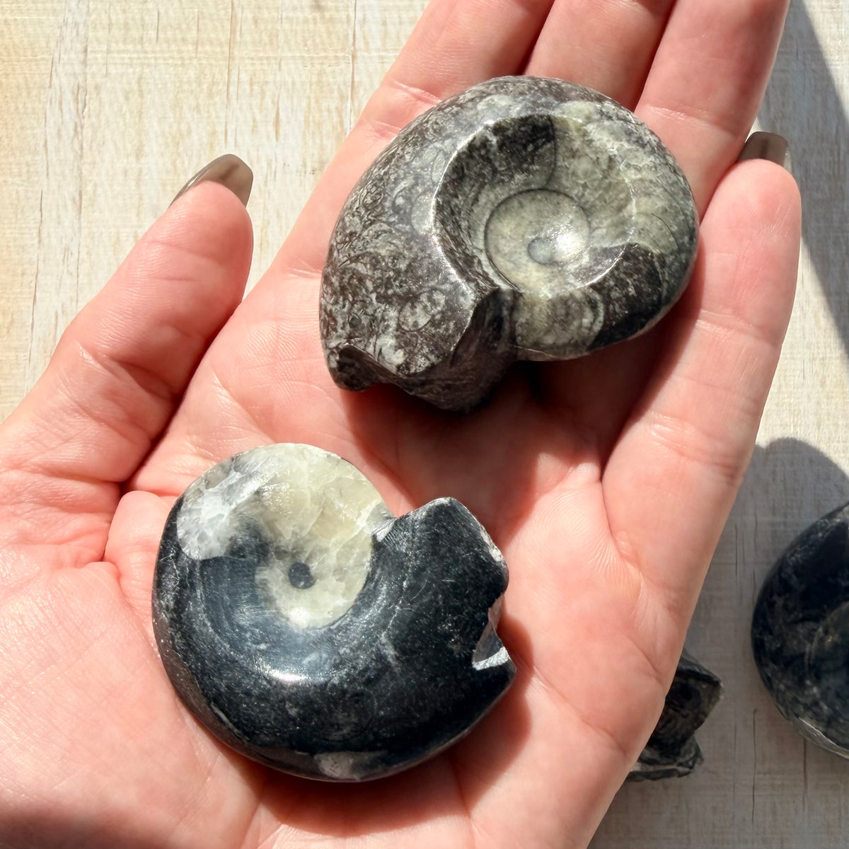 Goniatite Fossil - Polished Moroccan Ammonoid - 380 Million Year Old Specimen (Intuitive Select)