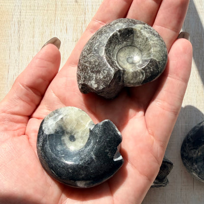 Goniatite Fossil - Polished Moroccan Ammonoid - 380 Million Year Old Specimen (Intuitive Select)
