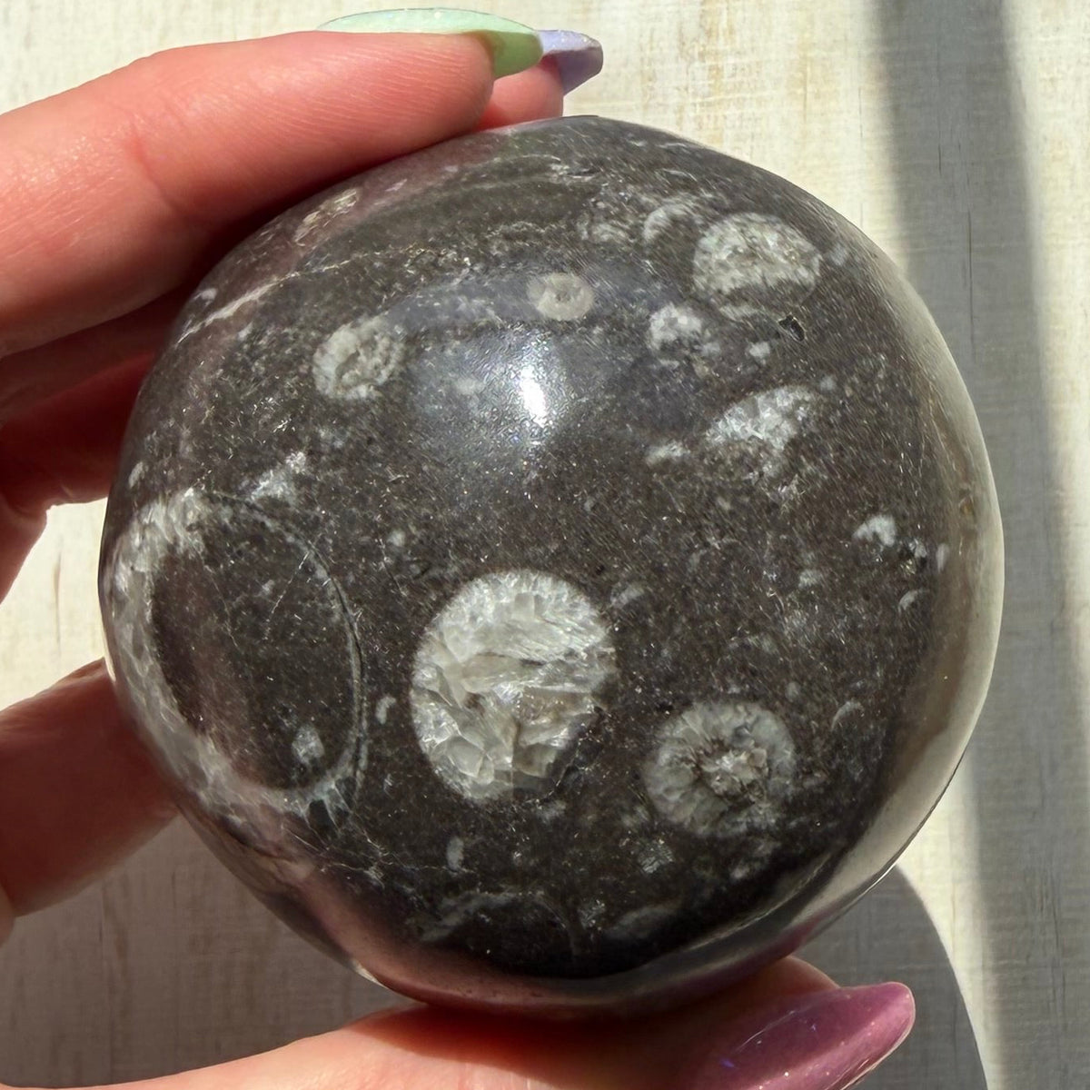 Orthoceras Nautiloid Fossil Sphere - Option A - Moroccan Cephalopod Matrix