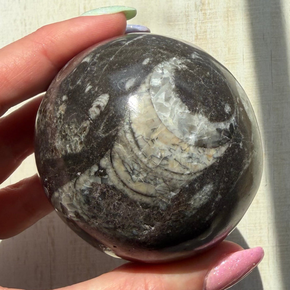 Orthoceras Nautiloid Fossil Sphere - Option A - Moroccan Cephalopod Matrix