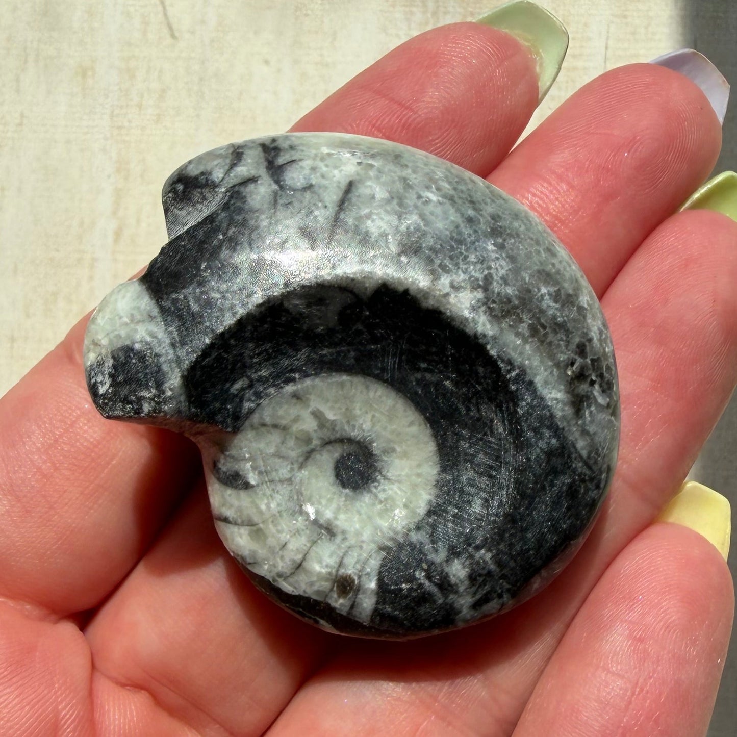 Goniatite Fossil - Polished Moroccan Ammonoid - Option C - 380 Million Year Old Specimen