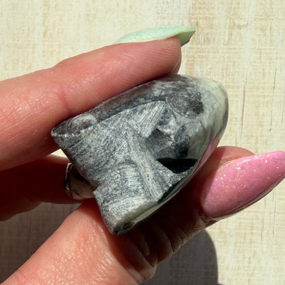 Goniatite Fossil - Polished Moroccan Ammonoid - Option C - 380 Million Year Old Specimen