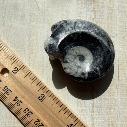Goniatite Fossil - Polished Moroccan Ammonoid - Option C - 380 Million Year Old Specimen