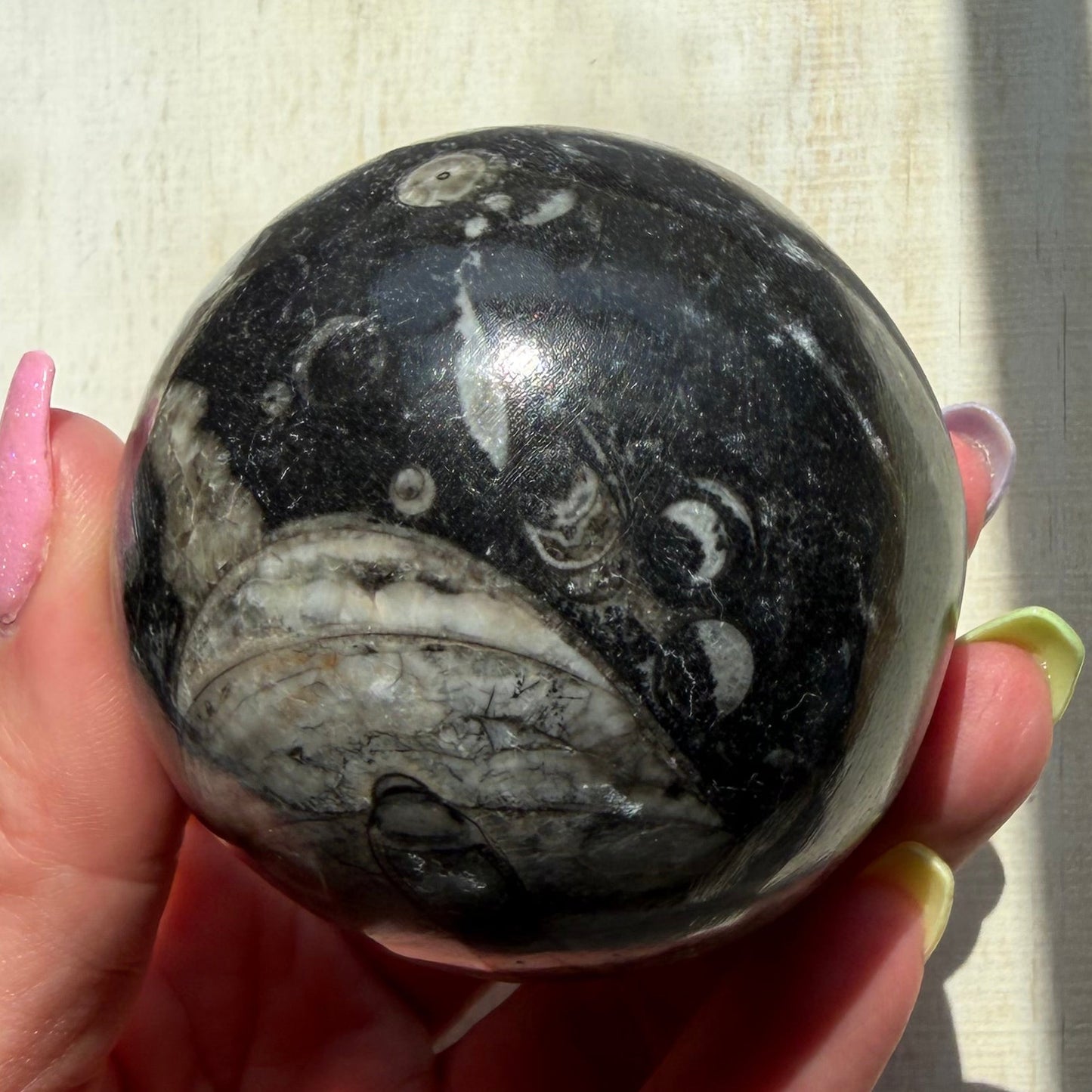 Orthoceras Nautiloid Fossil Sphere - Option B - Moroccan Cephalopod Matrix